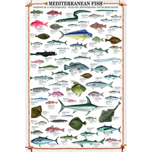 Reproduction Mediterranean Fish 