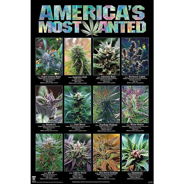 Poster Cannabis - America's Most Wanted 