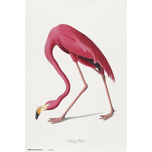 Poster Vintage - American Flamingo