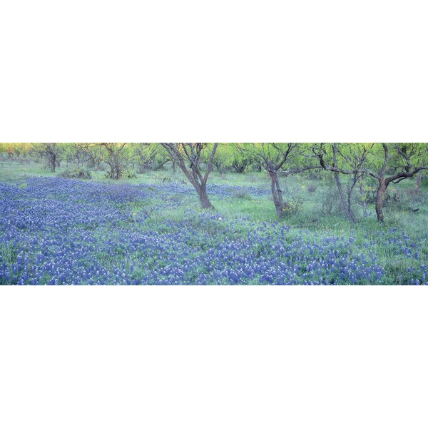 Poster Pré printanier avec des lupins bleus