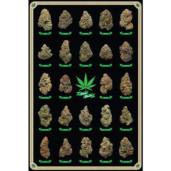 Poster Cannabis Best Buds
