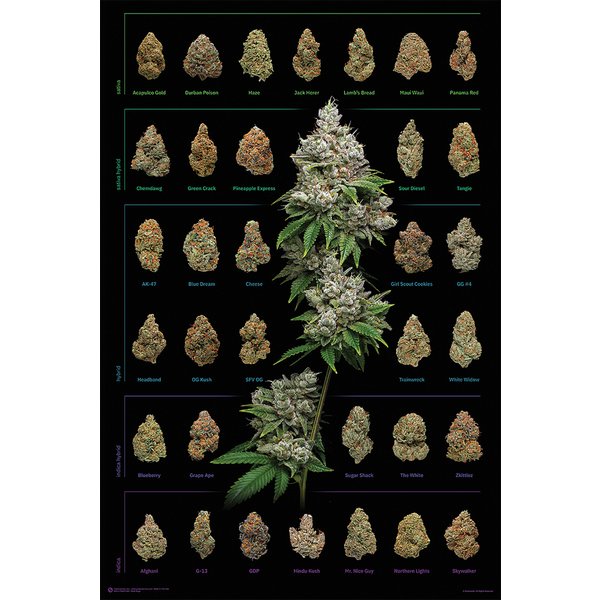 Poster Cannabis Dank Nugs - 