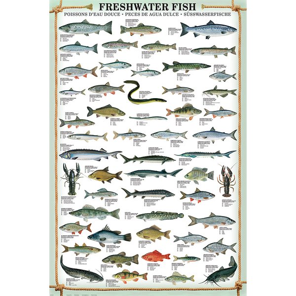 Impression d'art Freshwater Fish -