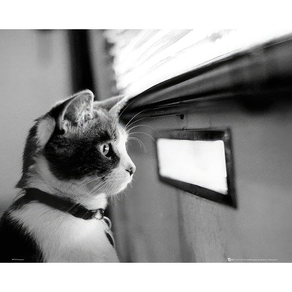 Poster Chaton devant boite aux lettres