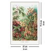 Poster Ernst Haeckel - Formes d'art de la nature /