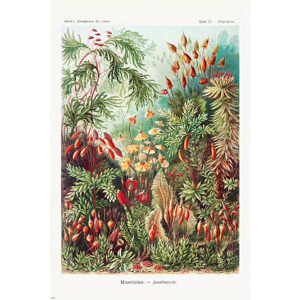 Poster Ernst Haeckel - Formes d'art de la nature /