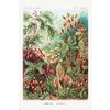 Poster Ernst Haeckel - Formes d'art de la nature /