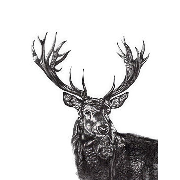 Impression d'art Lucy Francis Deer -