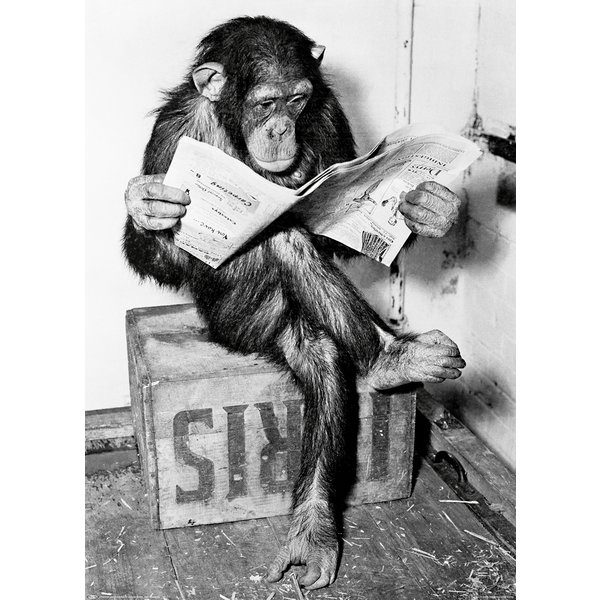 Poster Chimpanzé lit le journal -