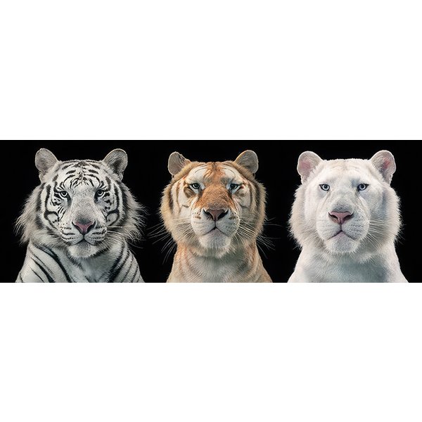 Poster Tigres Tim Flach