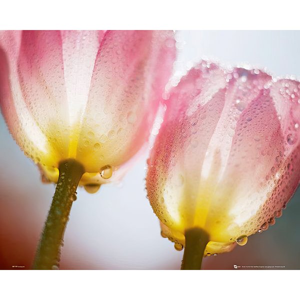 Poster Tulipes et rosée