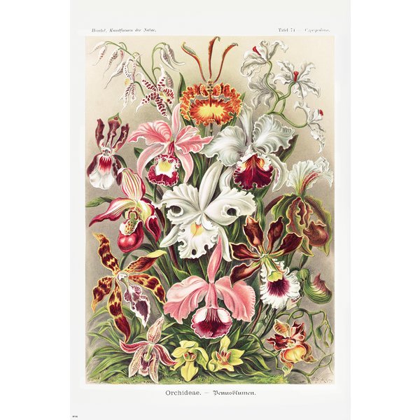 Poster Ernst Haeckel - Formes d'art de la nature /